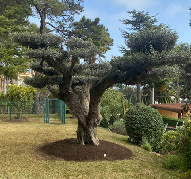 L’Olivera, un imprescindible al jardí Mediterrani! 